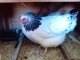 Chickensinthecity