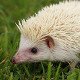 angriesthedgehog