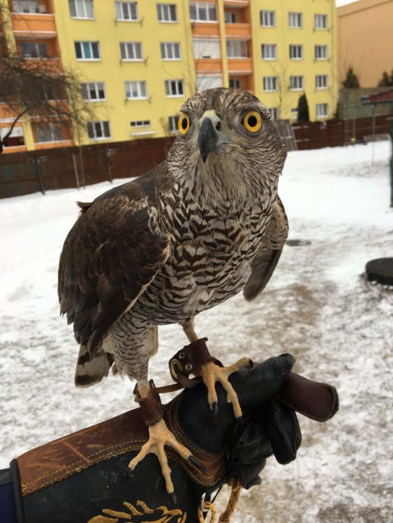 Goshawk.jpg