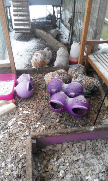 IMG-20180301-WA0024.thumb.jpeg.4a99cc3fac1912dd24d6b946490523d6.jpeg