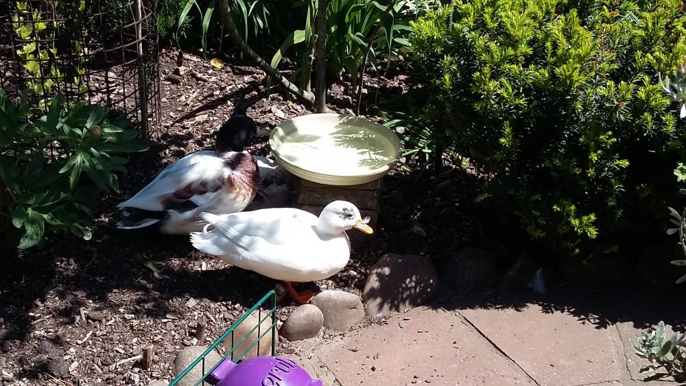 Ducks_Waddle_&_Quack_10-05-17.jpg
