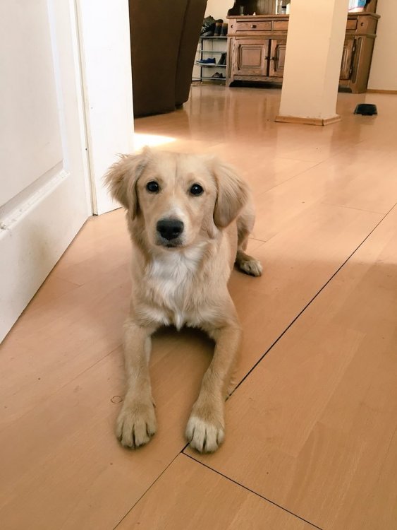 Céline foster dog.jpg