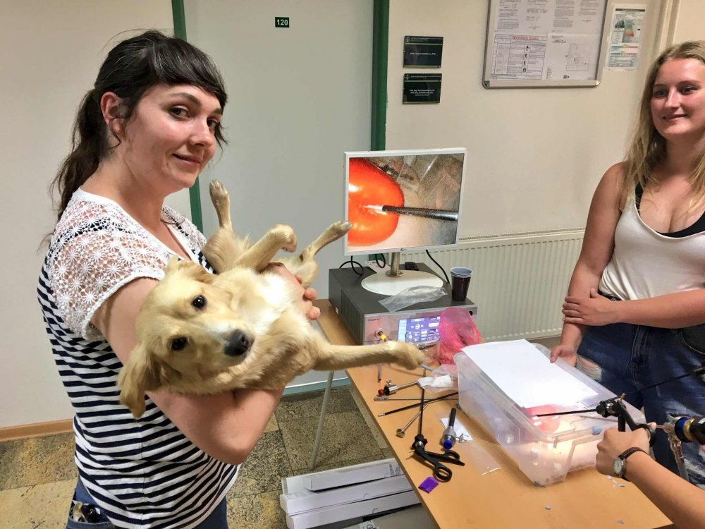 Celine veterinary endoscopy.jpg