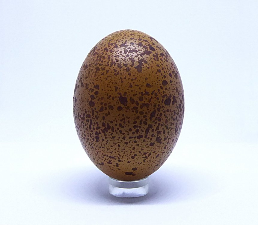 egg2.JPG