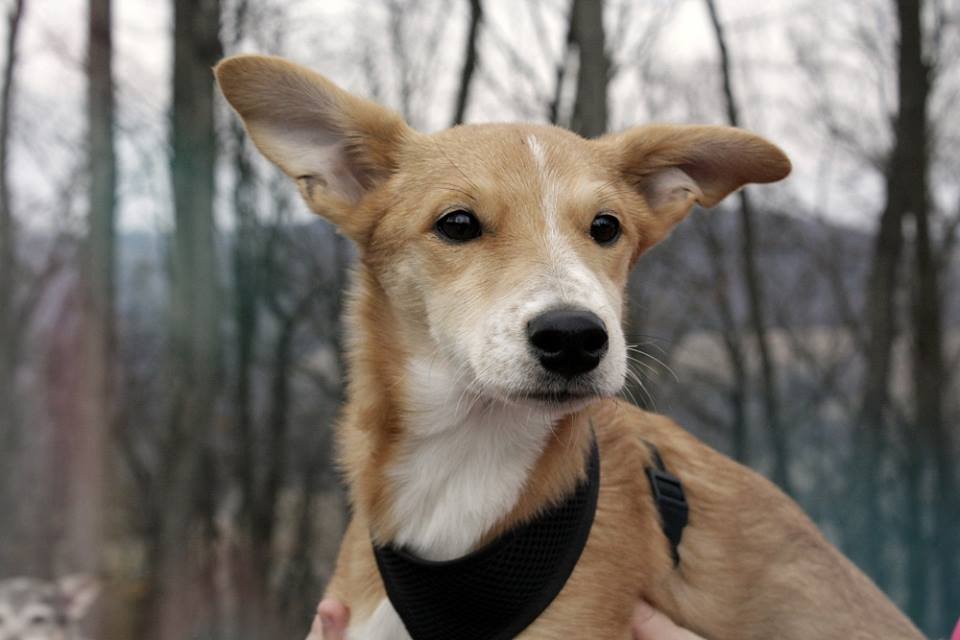 1183708023_PuppyNathan3.jpg.406103e6154f83383875a83ff6848a1f.jpg