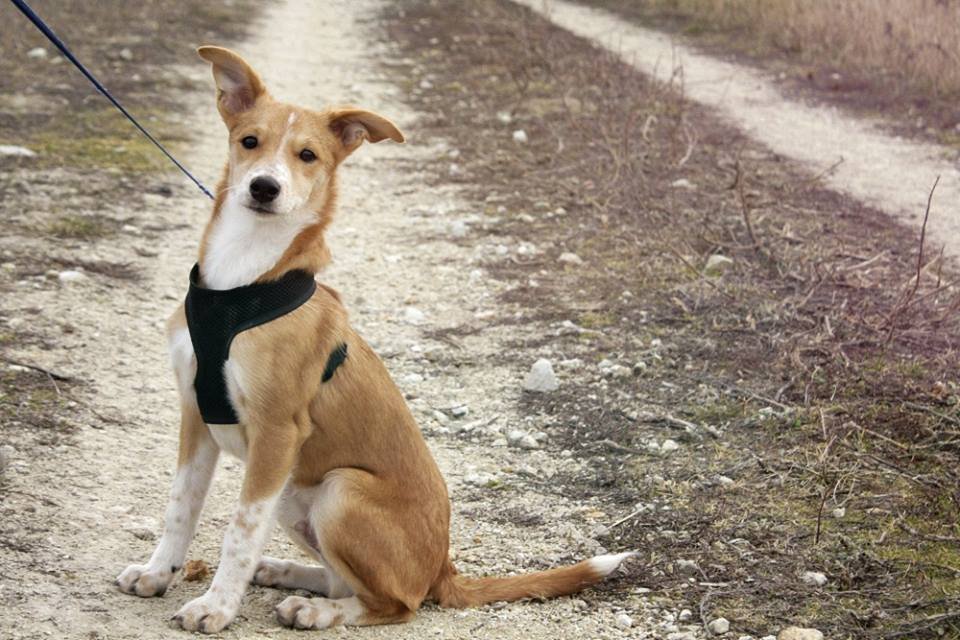 1751118710_PuppyNathan.jpg.260c36987fab9aa28d90af8291dd1aa5.jpg