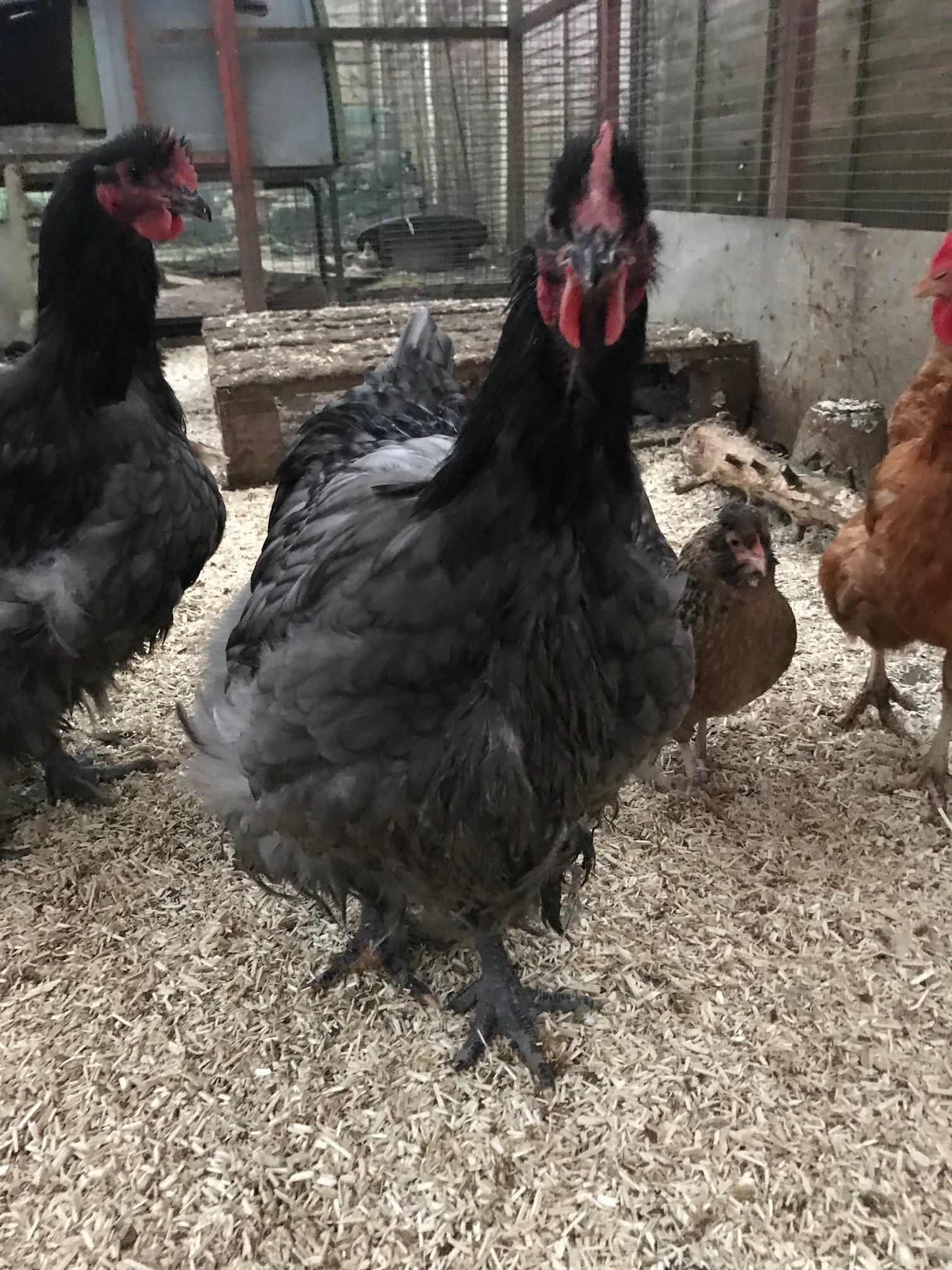 Blue Orpingtons - Chickens, Eggs and Hatching - Omlet Club