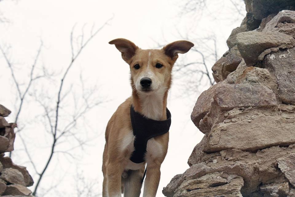 221294465_PuppyNathan2.jpg.cc51857c6fbb1c933c6e9dd96872c4bc.jpg
