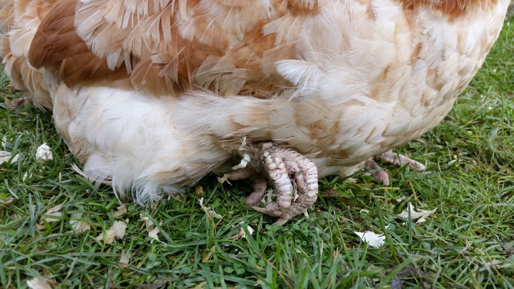 hens foot.jpg