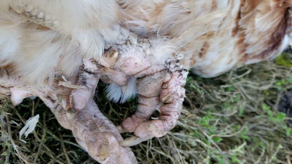 Hens foot 2.jpg