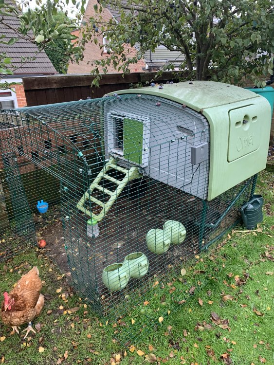 Eglu mk1 cube for sale, Wigan WN5 (without auto door) Omlet Products