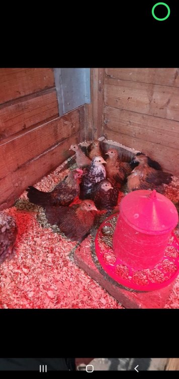 Screenshot_20200204-173212_One UI Home.jpg