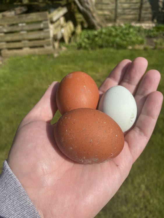 marans-are-laying-chickens-eggs-and-hatching-omlet-club