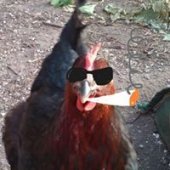 Cluck a Deemus