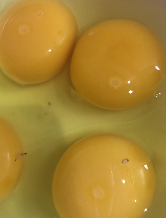 fertilised 2.jpg
