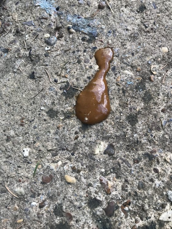 I think my chicken has diarrhoea? Chicken Clinic Omlet Club