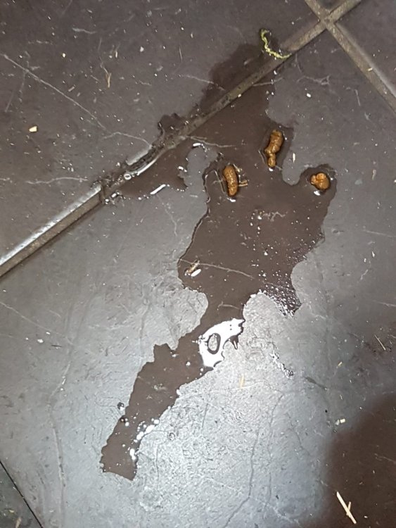 Sick hens with watery poop Chicken Clinic Omlet Club