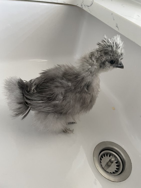 9362C434-6267-4895-BAFF-842613FAC475.jpeg
